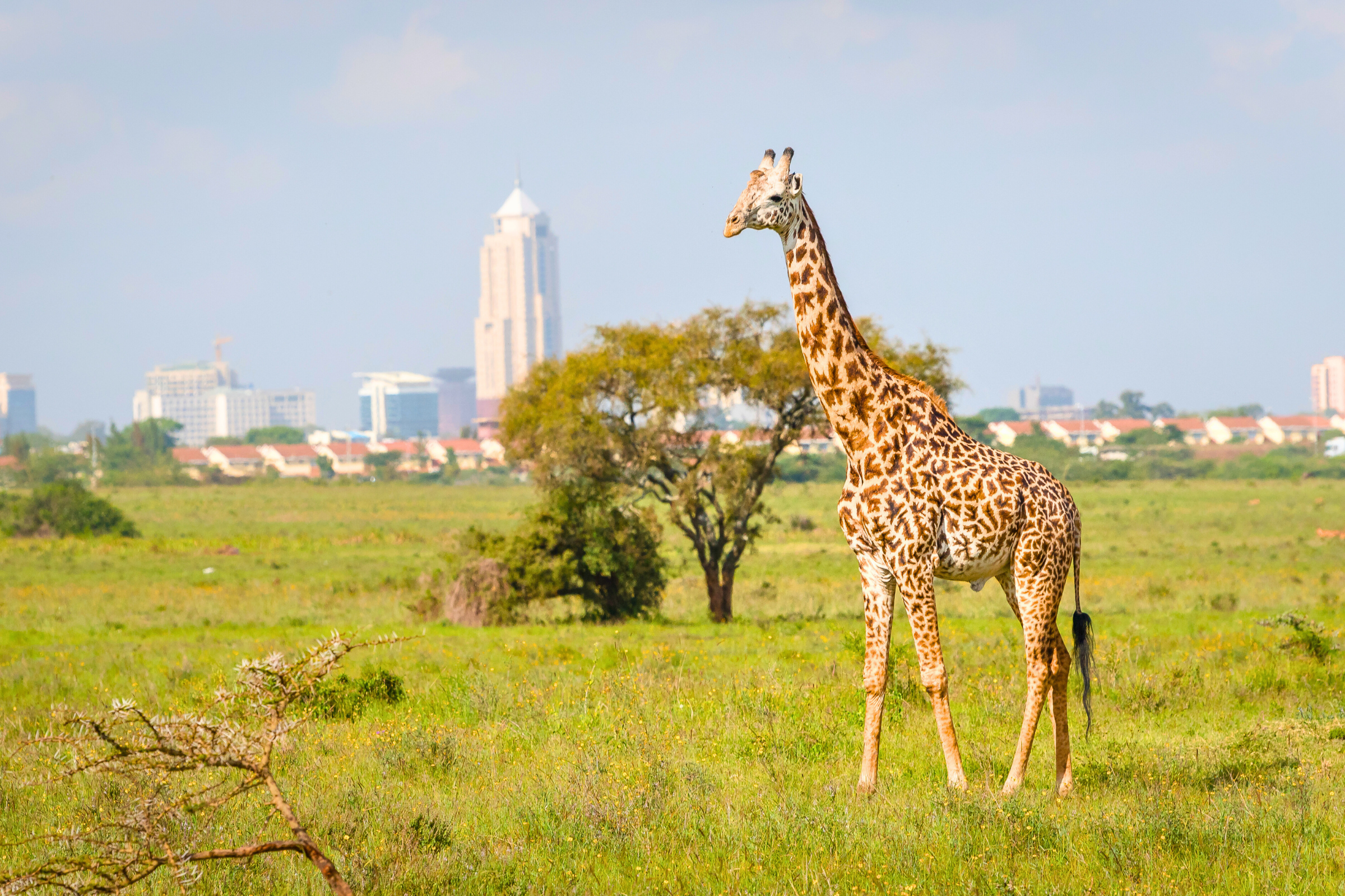 nairobi (2).webp